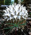 Calvatia sculpta