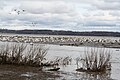 Snow geese on the North shore of the St. Lawrence River at Sainte-Anne-de-la-Pérade, Quebec, Canada