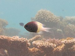 Une demoiselle bicolore (Chromis fieldi)