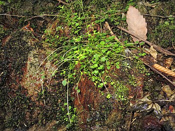 「花後、地上性の走出枝がいちじるしく伸長する。」