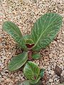 Commelina rupicola