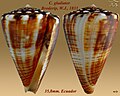 Conus gladiator Broderip, W.J., 1833