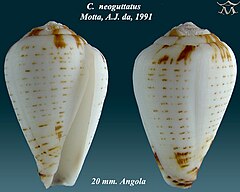 Description de l'image Conus neoguttatus 1.jpg.