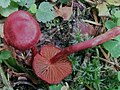 Blood red webcap (Cortinarius sanguineus)