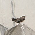 Hirondelle de rochers à l'université d'Innsbruck