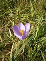 Crocus nudiflorus