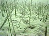 The seagrass Cymodocea nodosa (little Neptune grass) in an undersea meadow