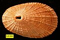 The limpet Diodora italica from the Pliocene of Cyprus