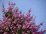 Lagerstroemia speciosa.