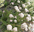 Eriogonum fasciculatum