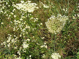 Морква дика (Daucus carota)