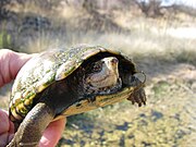 Female Sonoran Mud Turtle