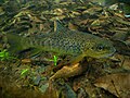 Brown trout (Salmo trutta)