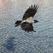 Corneille mantelée - Corvus cornix.