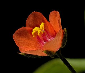 11. Platz: Johannes Robalotoff mit Halbgeöffnete Blüte des Acker-Gauchheils (Lysimachia arvensis) im Naturpark Rhein-Taunus