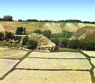 Campi di cotone vicino a Samarcanda