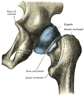 محفظة مفصل الورك (Capsule of hip-joint). نظرة من الخلف. العرف بين المدورين مكتوب على العظم بين المدورين في الرسم (Intertrochanteric crest).