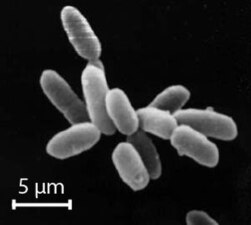 Halobacteria, found in water nearly saturated with salt, are now recognised as archaea.