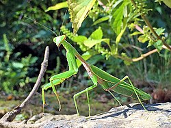 ハラビロカマキリ