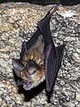 Hipposideros hypophyllus (Рукокрылые, крыланы)