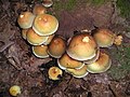 Hypholoma fasciculare