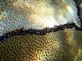 Black band disease on brain coral