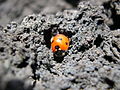 Coccinelle sur l'Etna