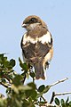 L. c. collaris juvenile with brown, grizzled plumage, still under care of adult