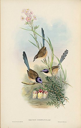 Malurus coronatus pintura de John Gould