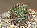 Mammillaria huitzilopochtu L066