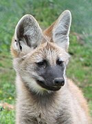 Maned wolf pup
