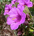 Mirabilis multiflora