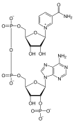 NADP, a dinucleotide enzymatic cofactor.