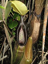 Lower pitchers (developing, open, and dried)