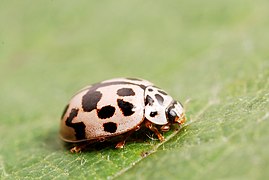 Oenopia conglobata