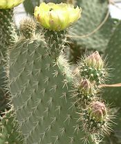 Opuntia leucotricha