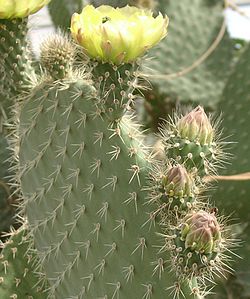 de typiska opuntiablommorna hos en raggopuntia (O. leucotricha)