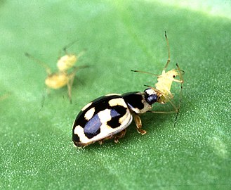 Propylea quatuordecimpunctata једе грашкову биљну ваш