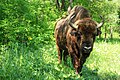 Image 9European Bison in Pădurea Domnească
