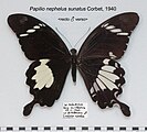 Papilio nephelus sunatus, recto et verso.