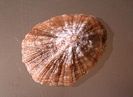 Concha de Patella candei gomesii