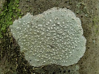 Thalle de Phlyctis agelaea (sv) recouvert d'apothécies enfoncées dans des verrues fructifères sorédiées-pulvérulentes.