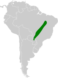 Distribuição geográfica do piolhinho-do-grotão.