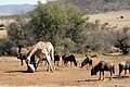 الزرافة ونو في مناطق لعق الملح الاصطناعي في محمية بيلانسبيرج جايم، جنوب أفريقيا