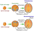 Image 18The bilaterian gut develops in two ways. In many protostomes, the blastopore develops into the mouth, while in deuterostomes it becomes the anus. (from Animal)