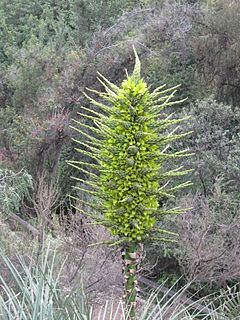 Description de l'image Puya chilensis 16.jpg.