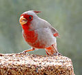 slika 1. Cardinalis sinuatus