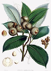 Illustration of Quercus lamellosa with acorns