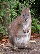 Brown pademelon