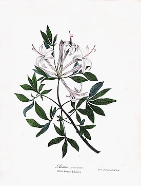 Ботаническая иллюстрация из книги Джона Торри «New York state flora» (1843)